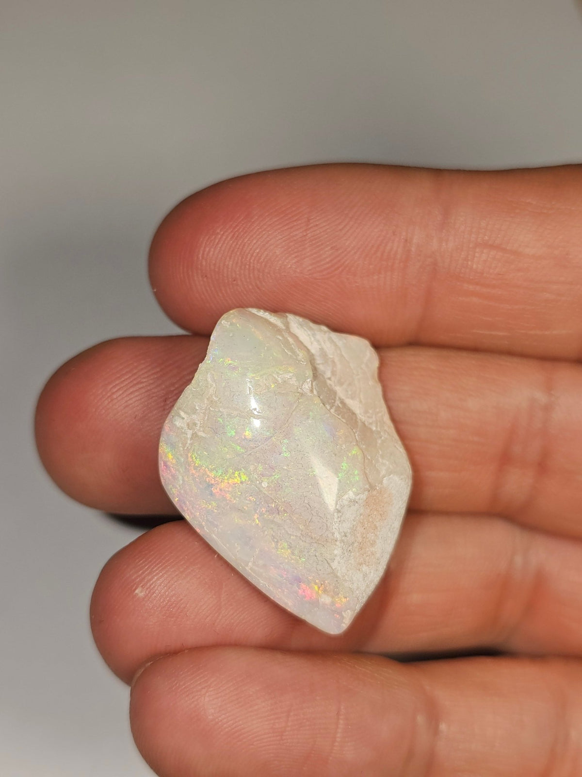 LO033 Opal Valley Opalised Shell Fossil - Luigi Opal