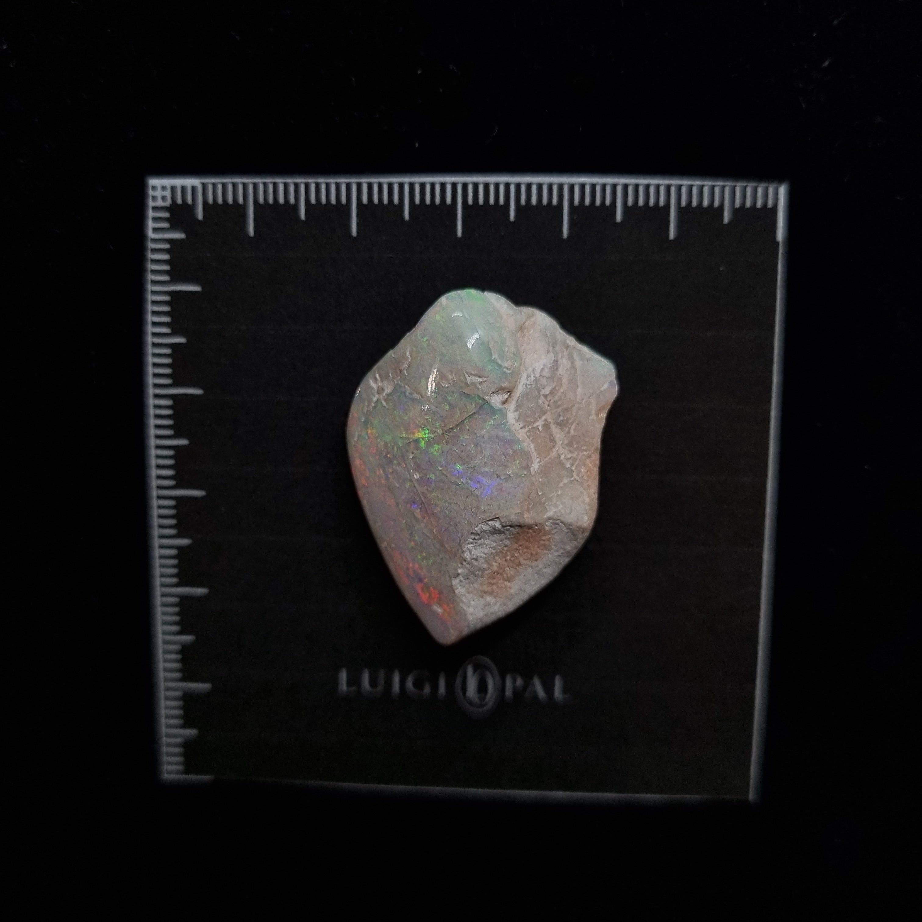 Opalised Shell Fossil Opal Valley